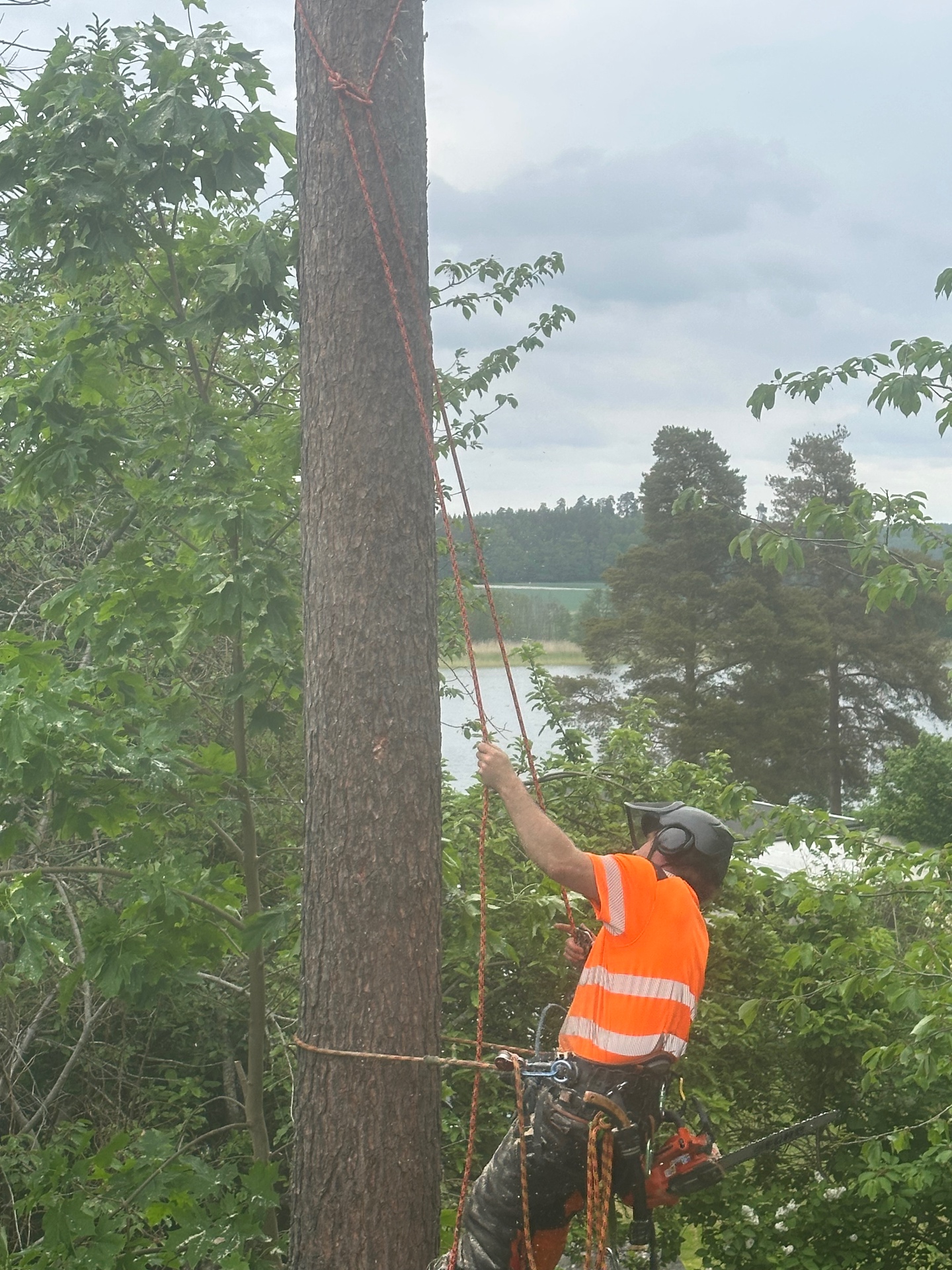 Arborist utför sektionsfällning av träd vid sjö i Hägersten